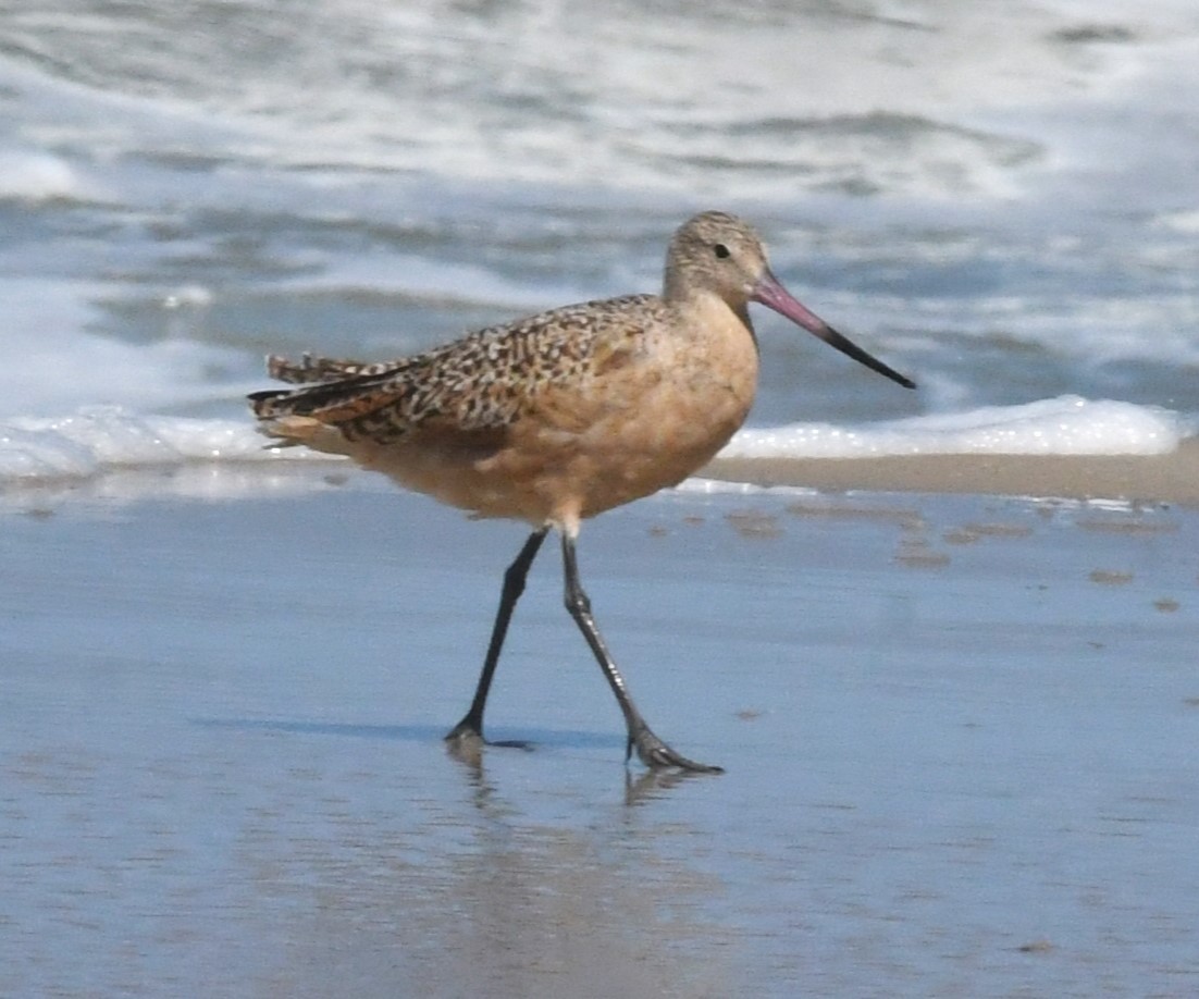 Marbled Godwit - ML623431423