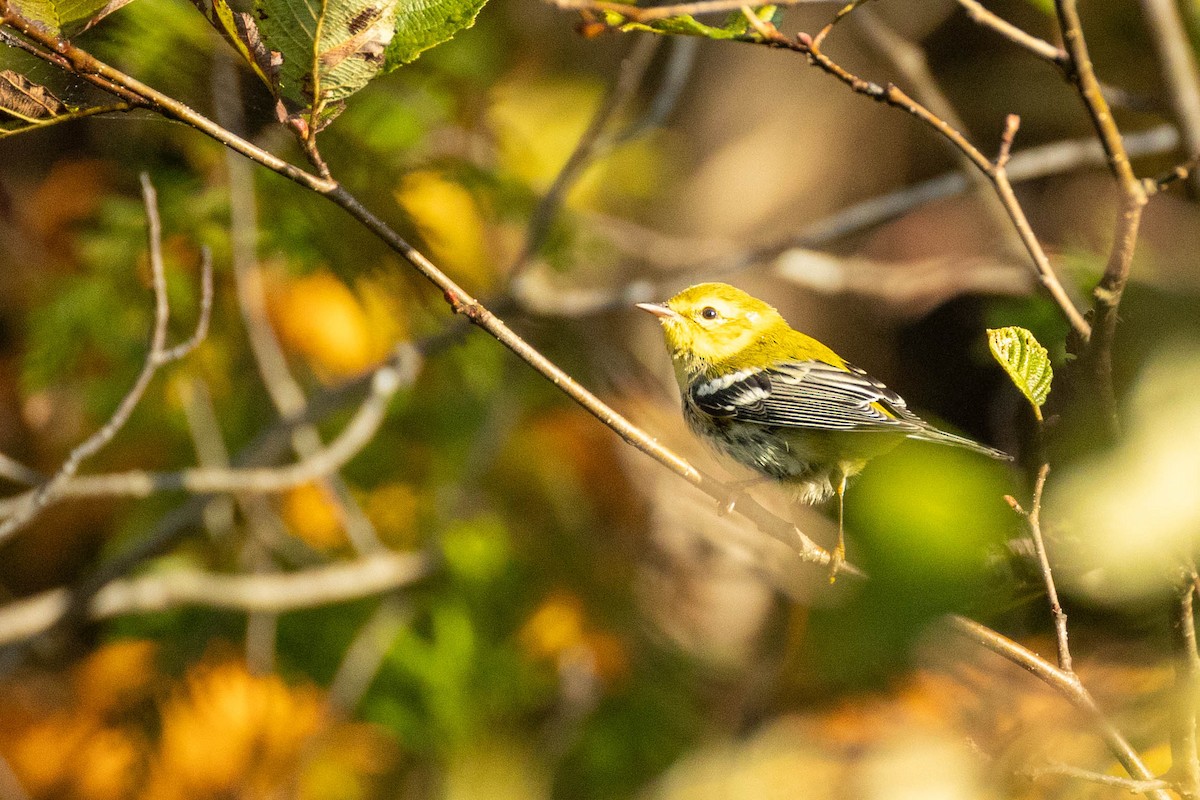 Black-throated Green Warbler - ML623431431