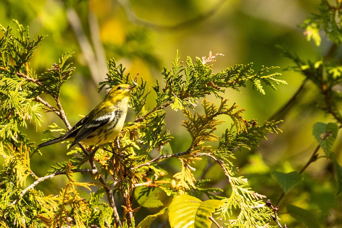 Black-throated Green Warbler - Nancy Clermont