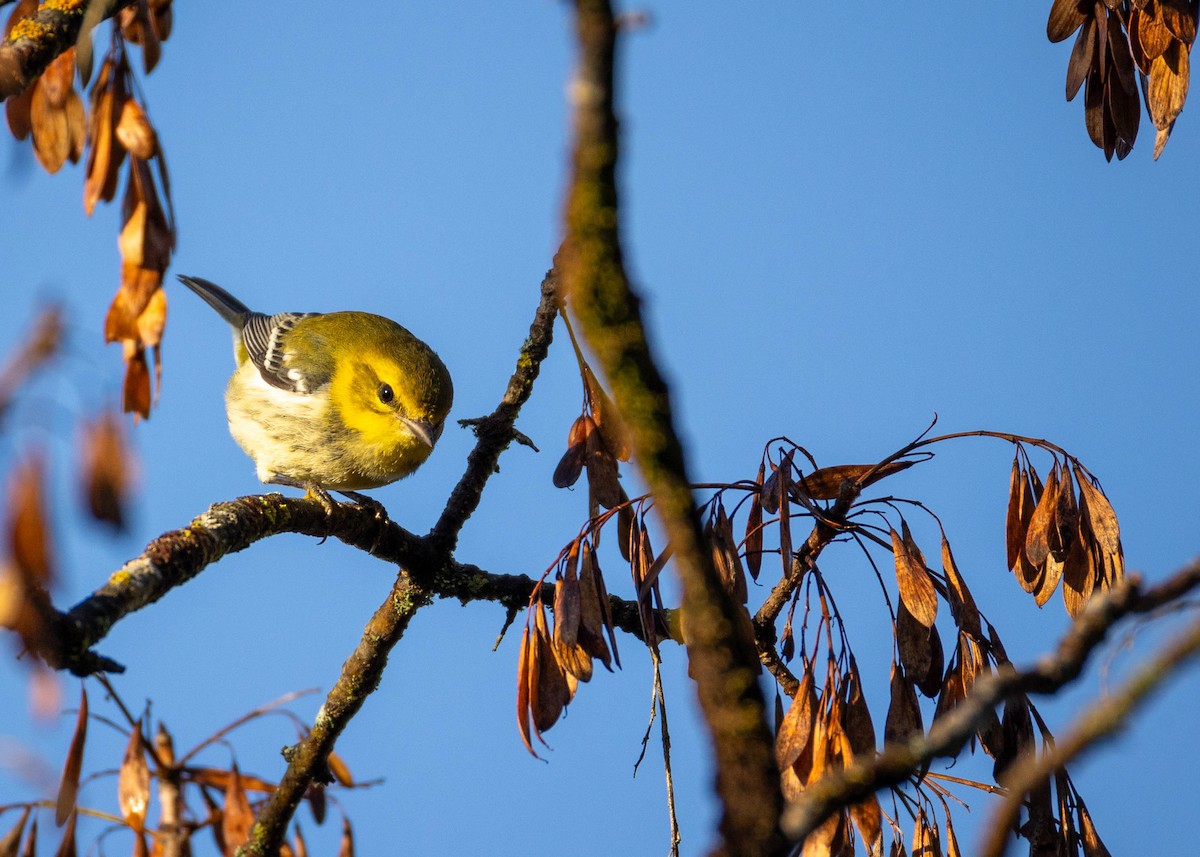 Black-throated Green Warbler - ML623431436