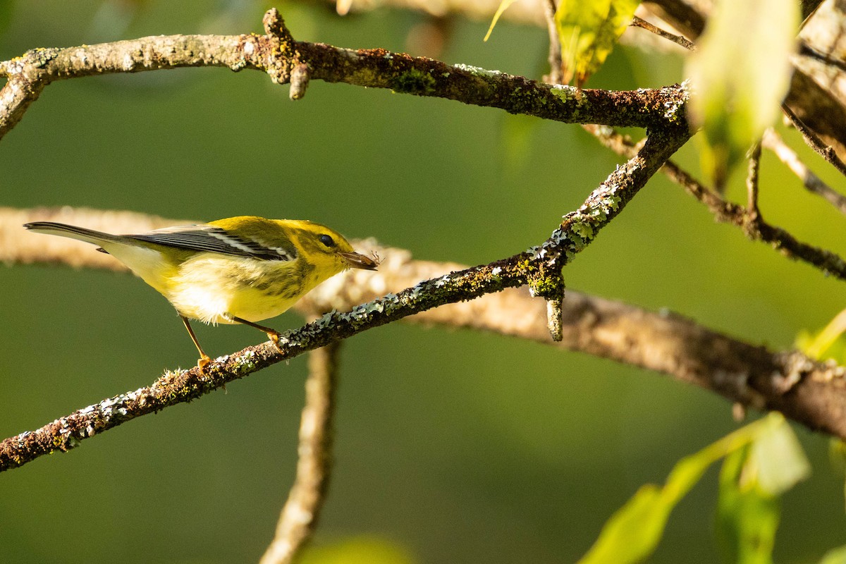 Black-throated Green Warbler - ML623431438