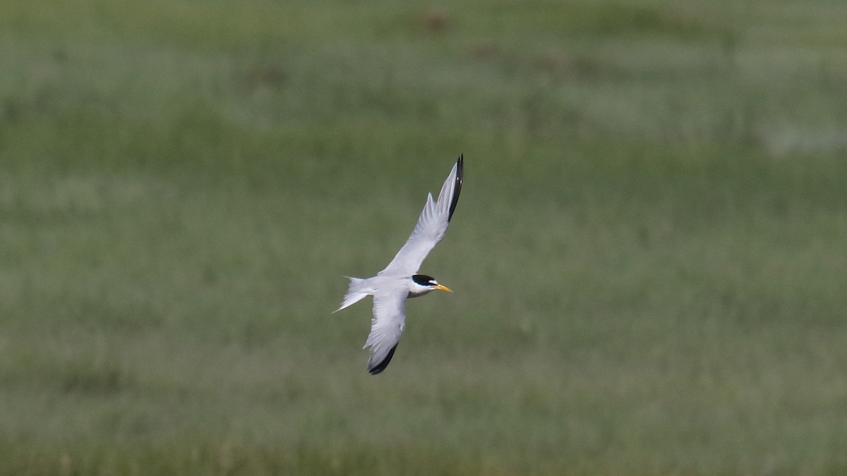 Least Tern - ML623431465