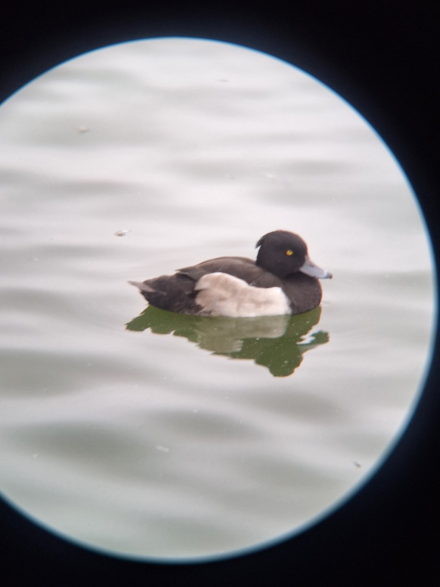 Tufted Duck - ML623431470