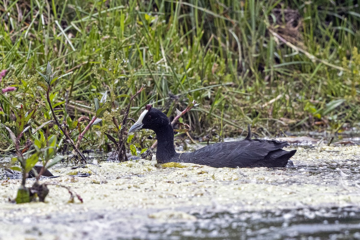 Red-knobbed Coot - ML623431472