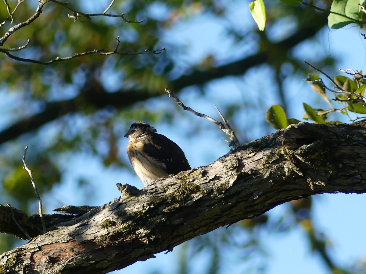 Rose-breasted Grosbeak - ML623431482