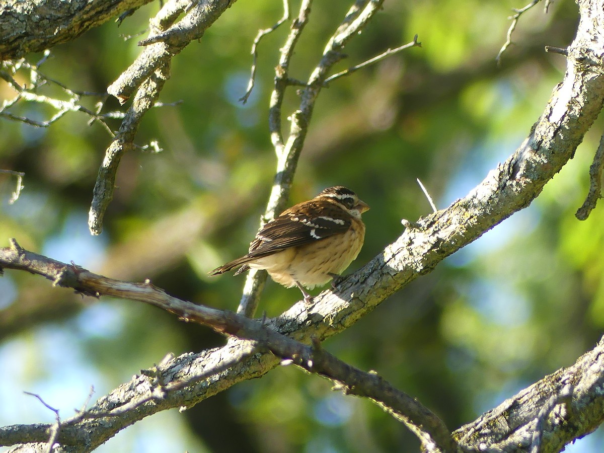 Rose-breasted Grosbeak - ML623431483