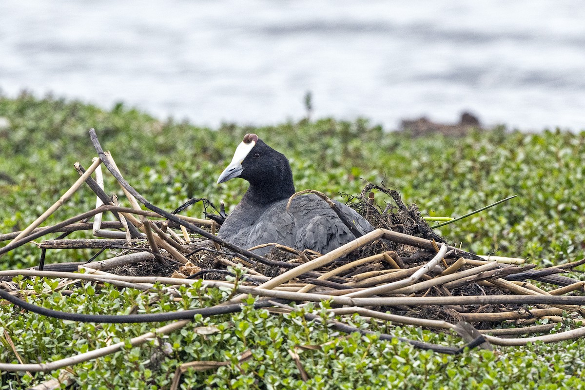 Red-knobbed Coot - ML623431484