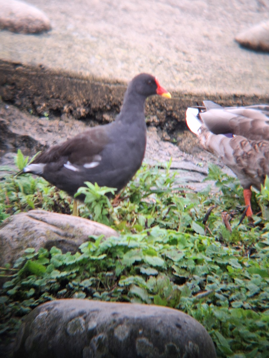 Gallinule poule-d'eau - ML623431488