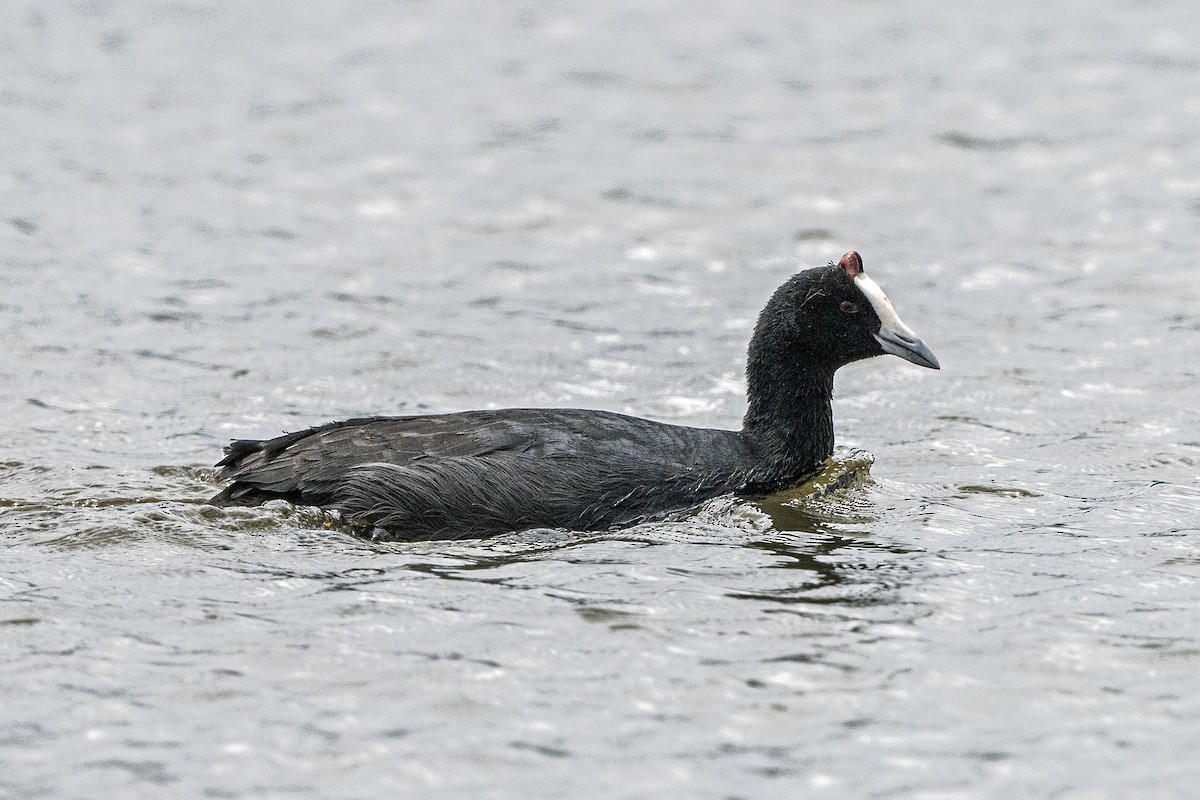 Red-knobbed Coot - ML623431494