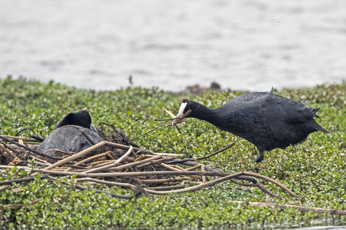 Red-knobbed Coot - ML623431507