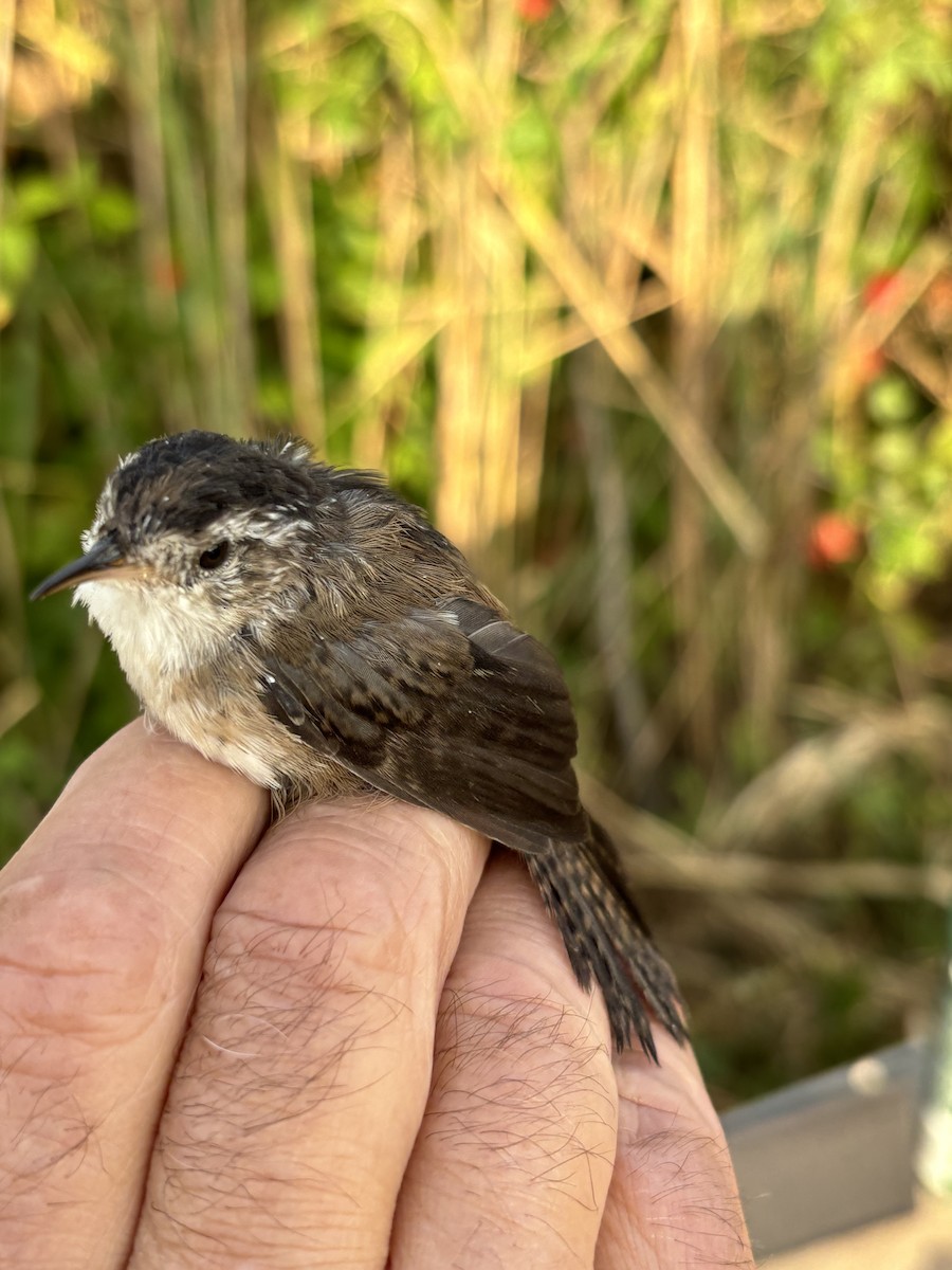 Marsh Wren - ML623431513