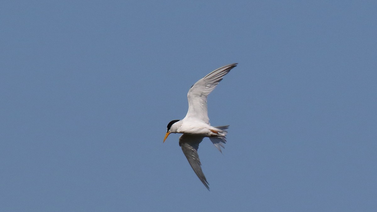 Least Tern - ML623431521