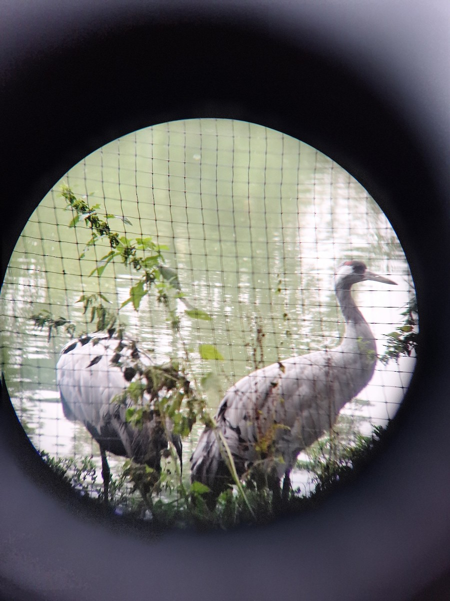 Common Crane - ML623431522