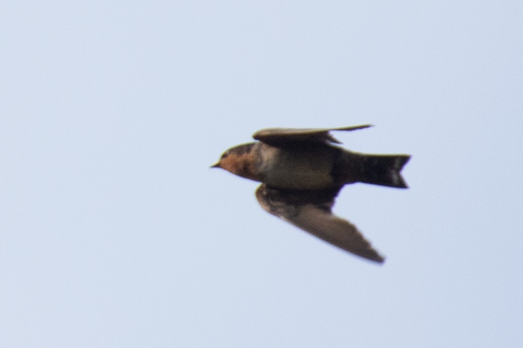 Hill Swallow - ML623431530