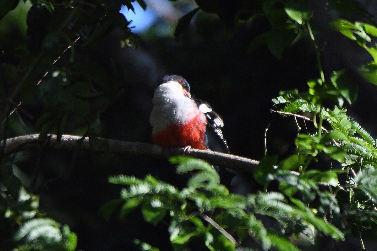 Cuban Trogon - ML623431532