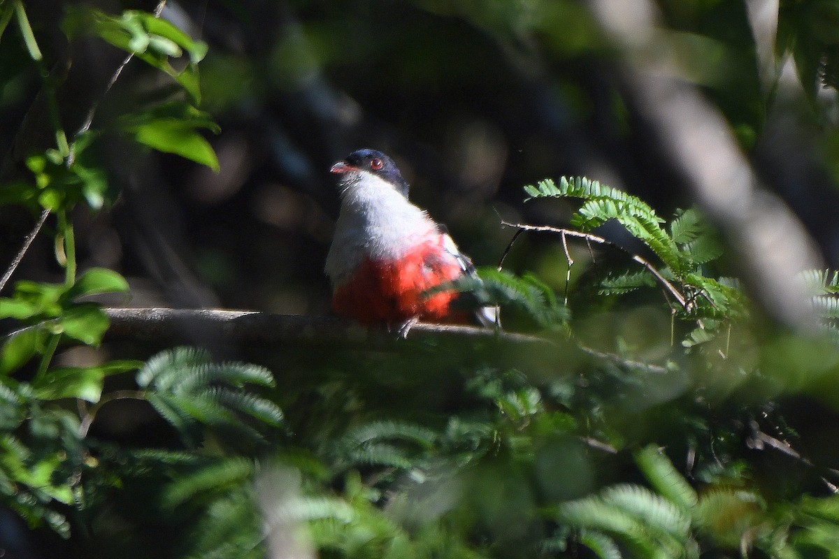 Cuban Trogon - Mário Estevens