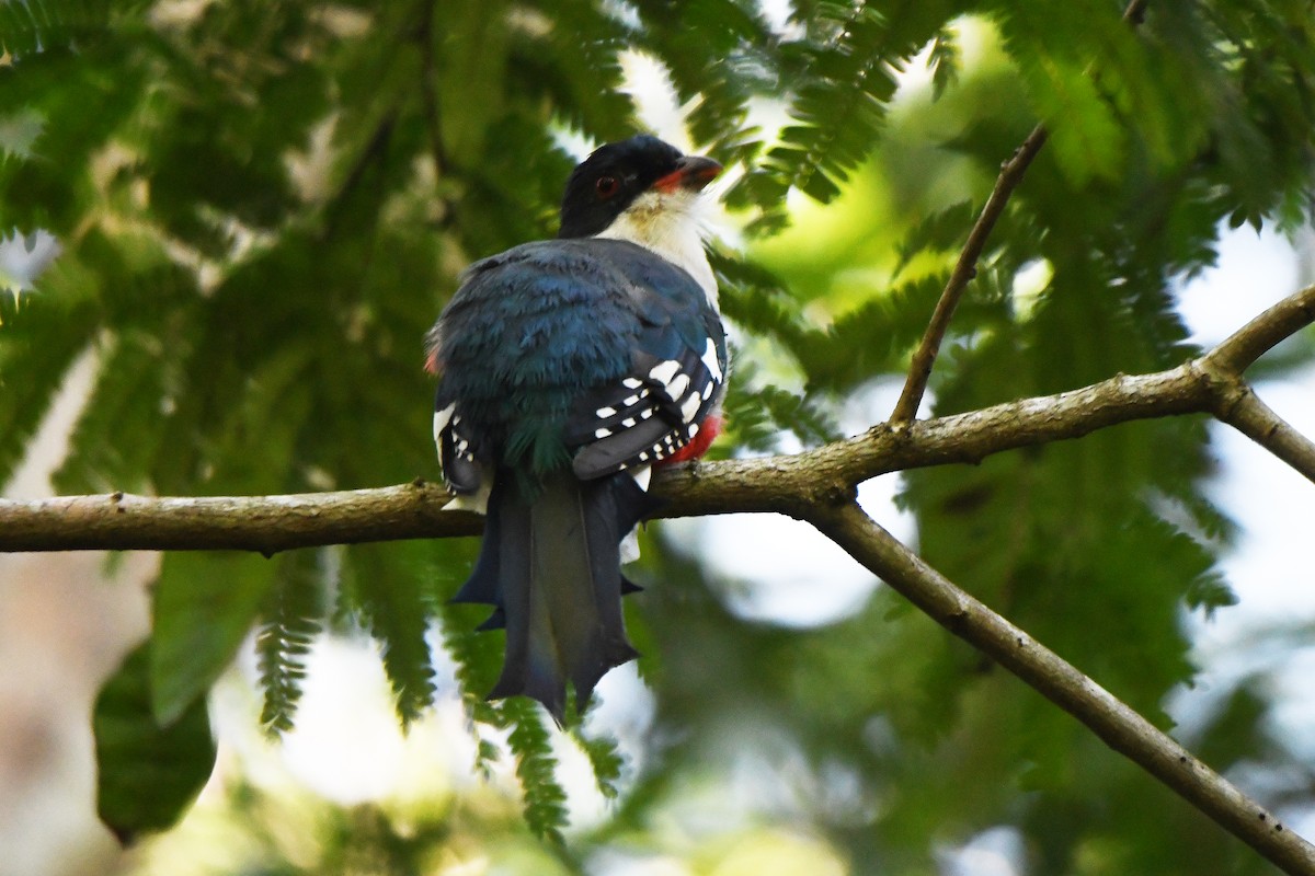 Cuban Trogon - ML623431534