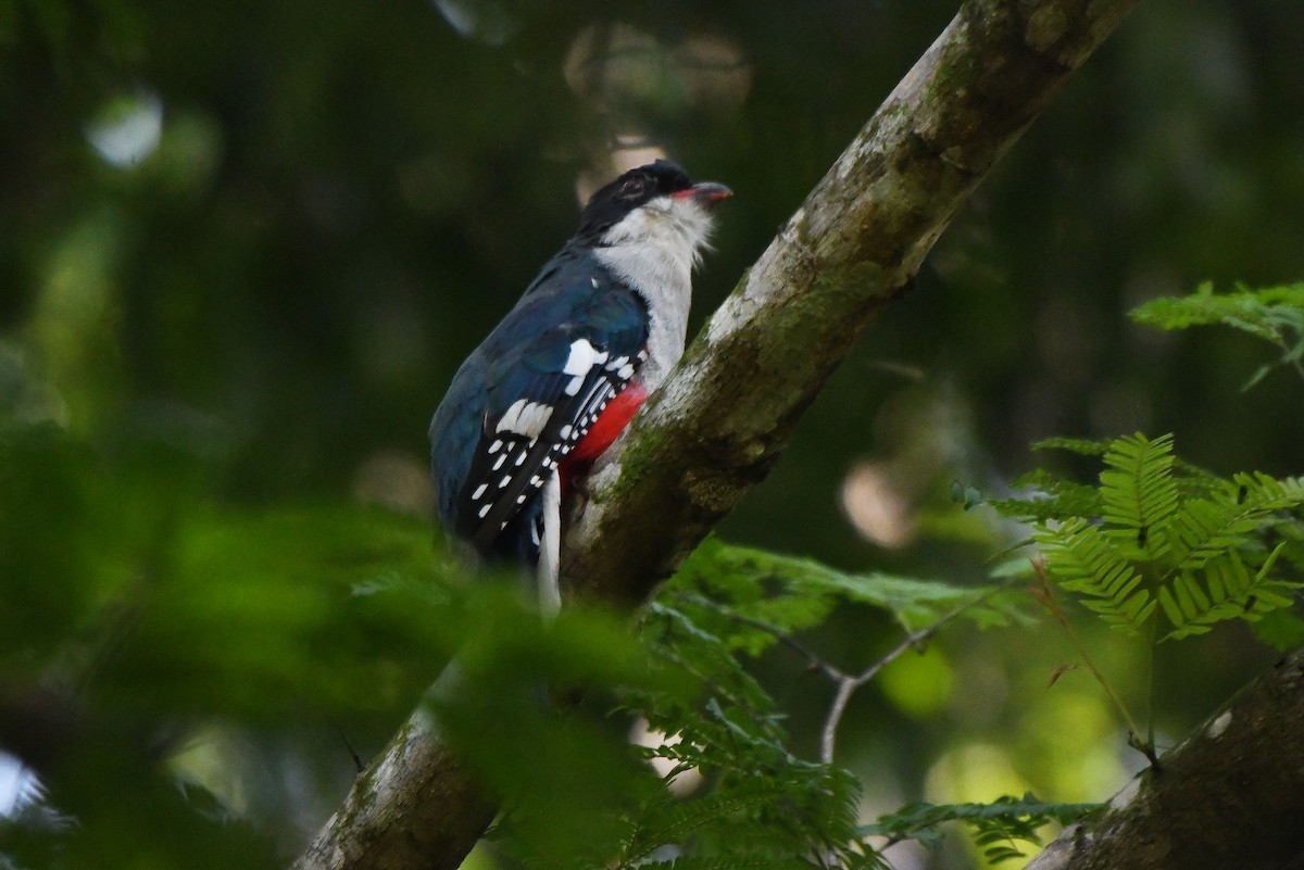 Cuban Trogon - ML623431535