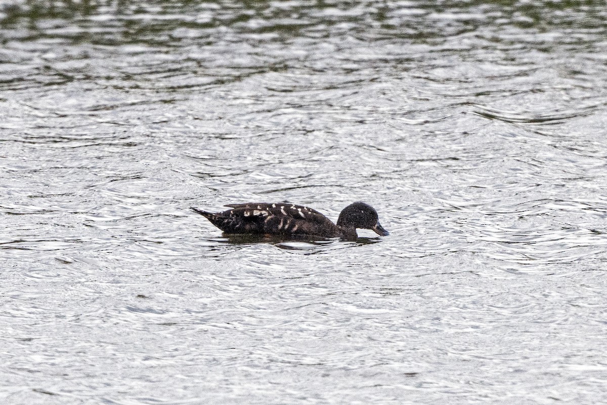 Canard noirâtre - ML623431537