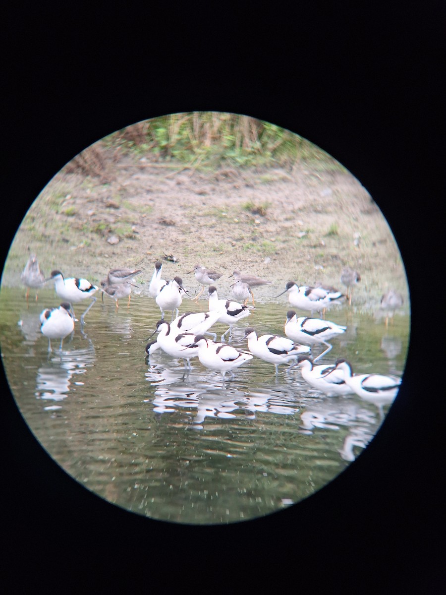 Pied Avocet - ML623431538