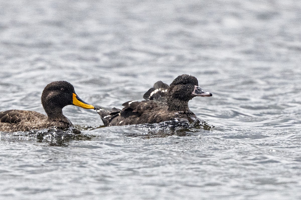 African Black Duck - ML623431551