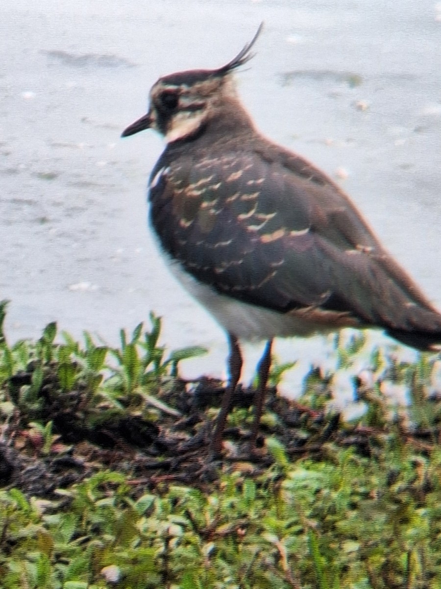 Northern Lapwing - ML623431583