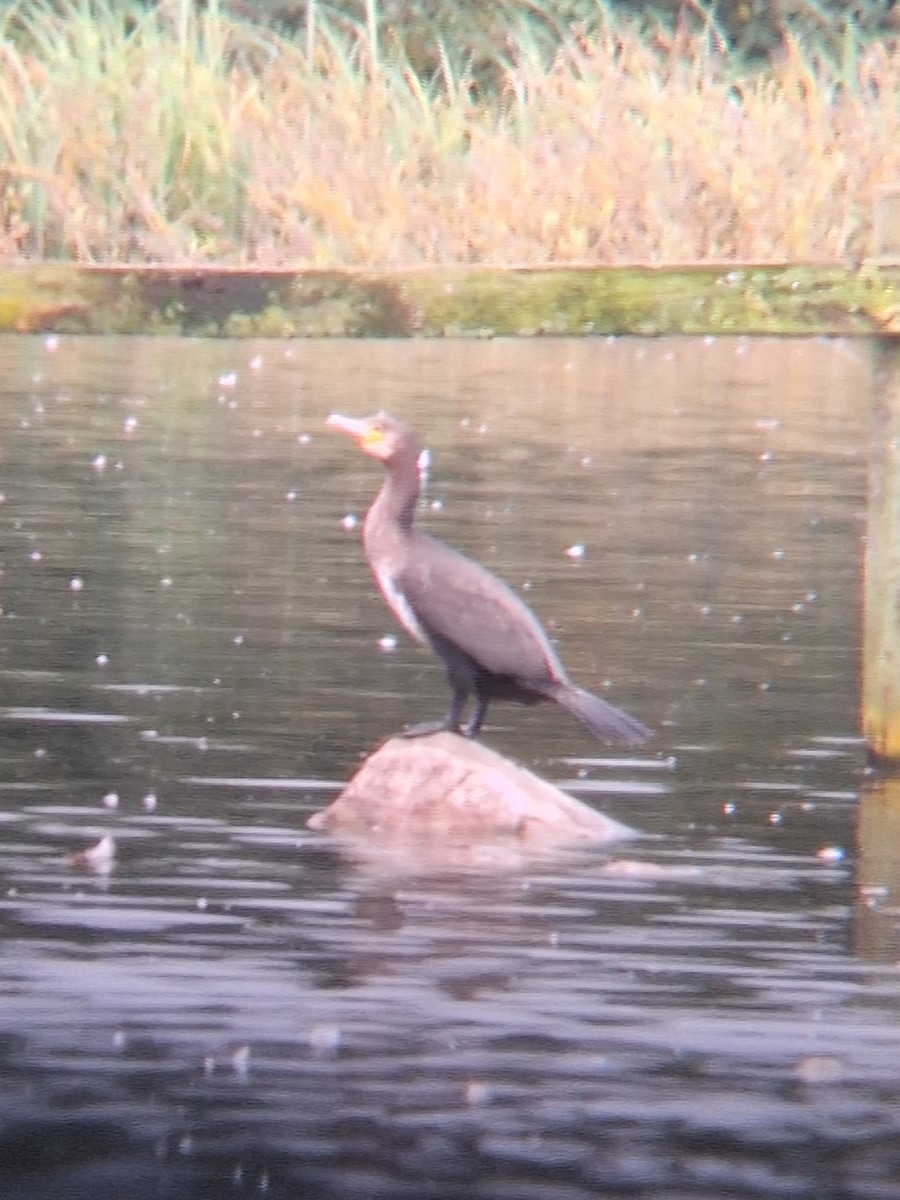 Great Cormorant - ML623431590