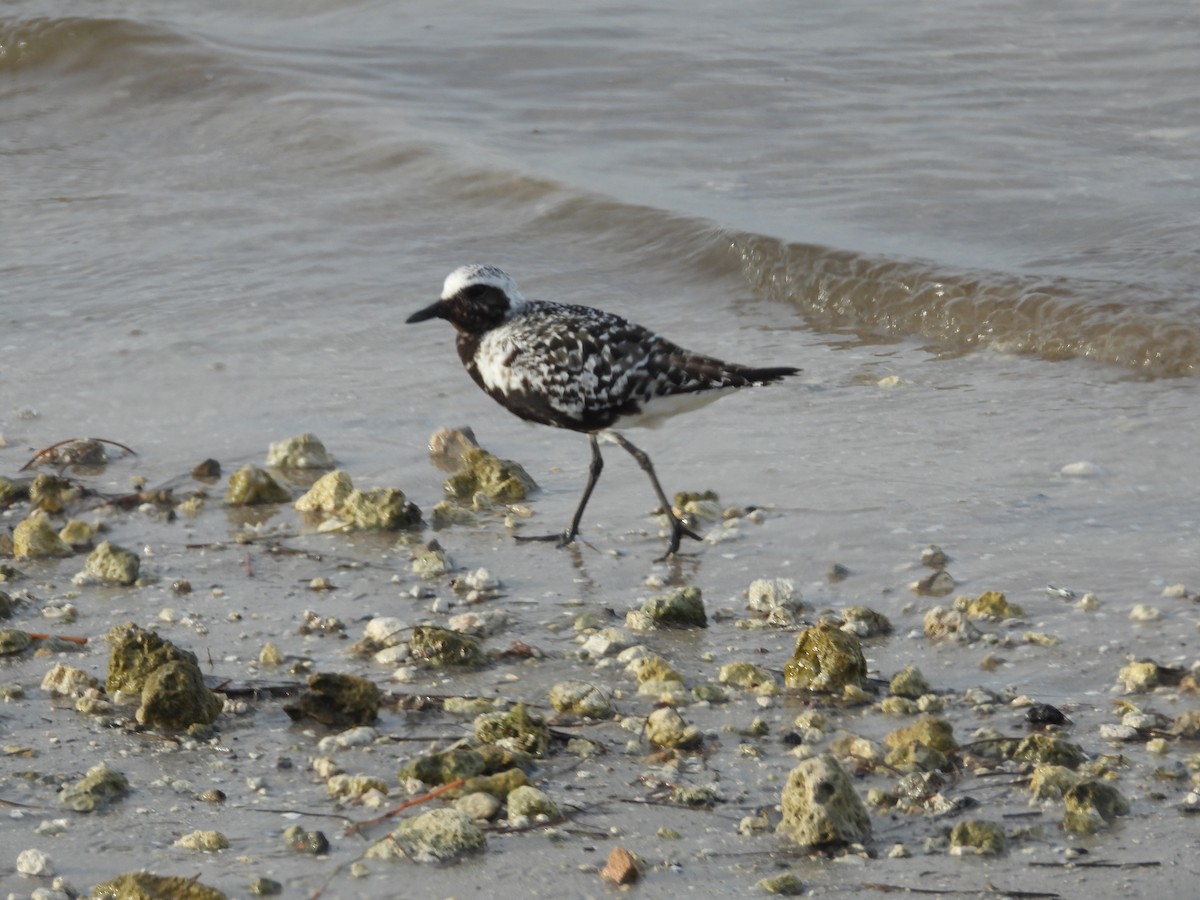 Black-bellied Plover - ML623431601