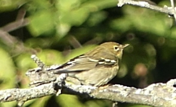 Bay-breasted Warbler - ML623431611