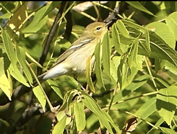 Bay-breasted Warbler - ML623431612