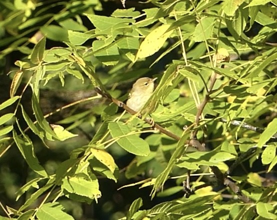 Bay-breasted Warbler - ML623431613