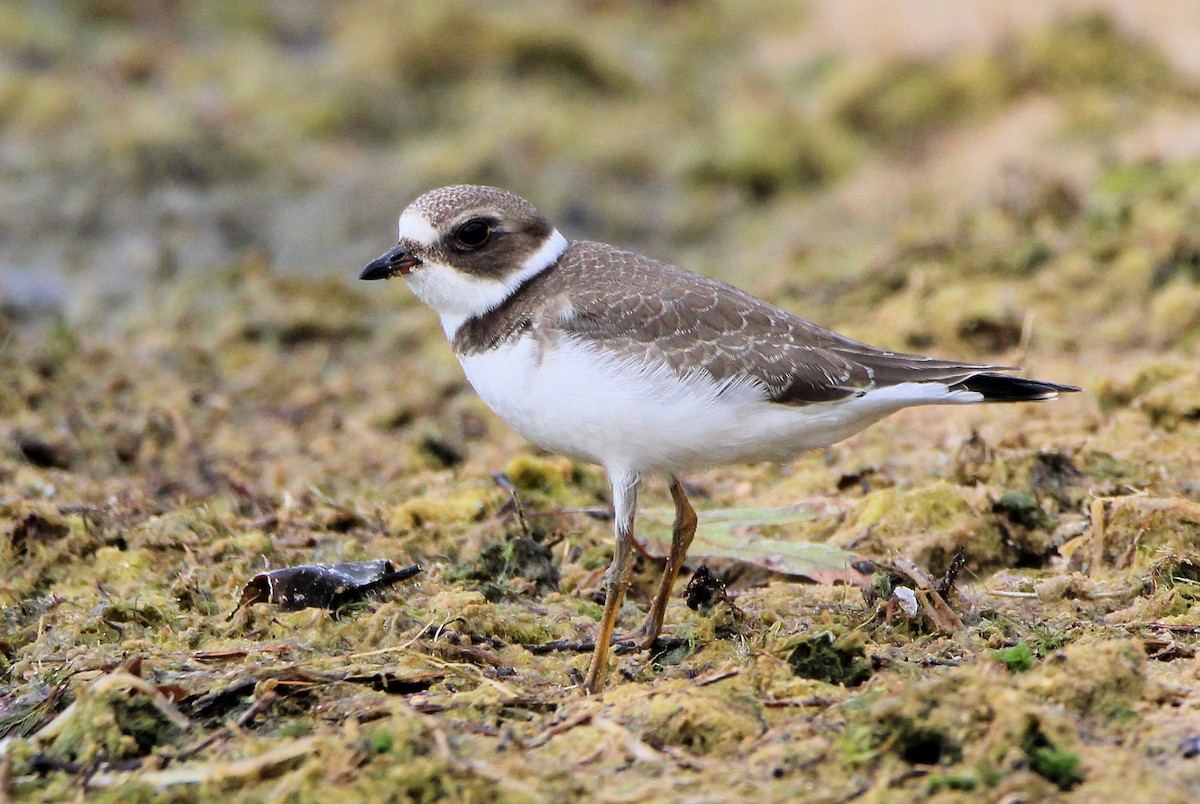 Semipalmated Plover - ML623431628