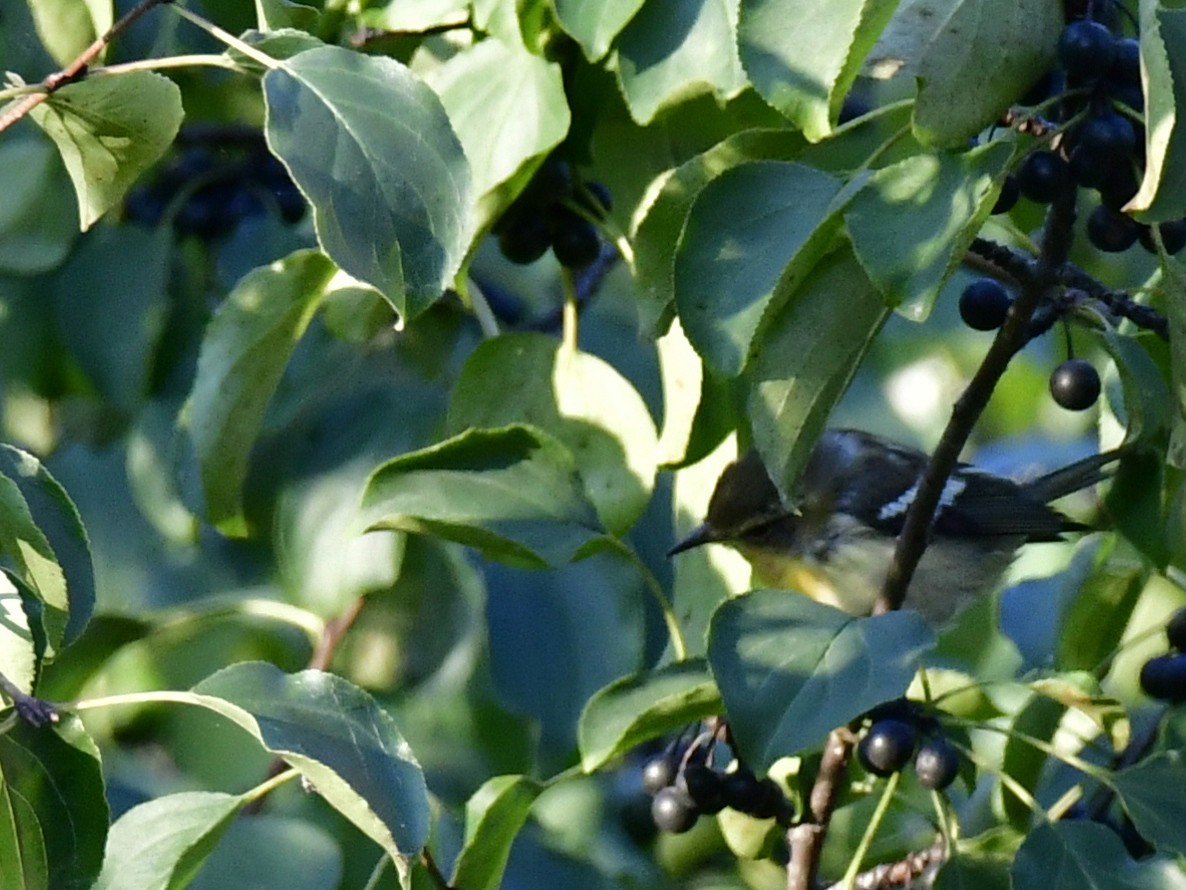 Blackburnian Warbler - ML623431635