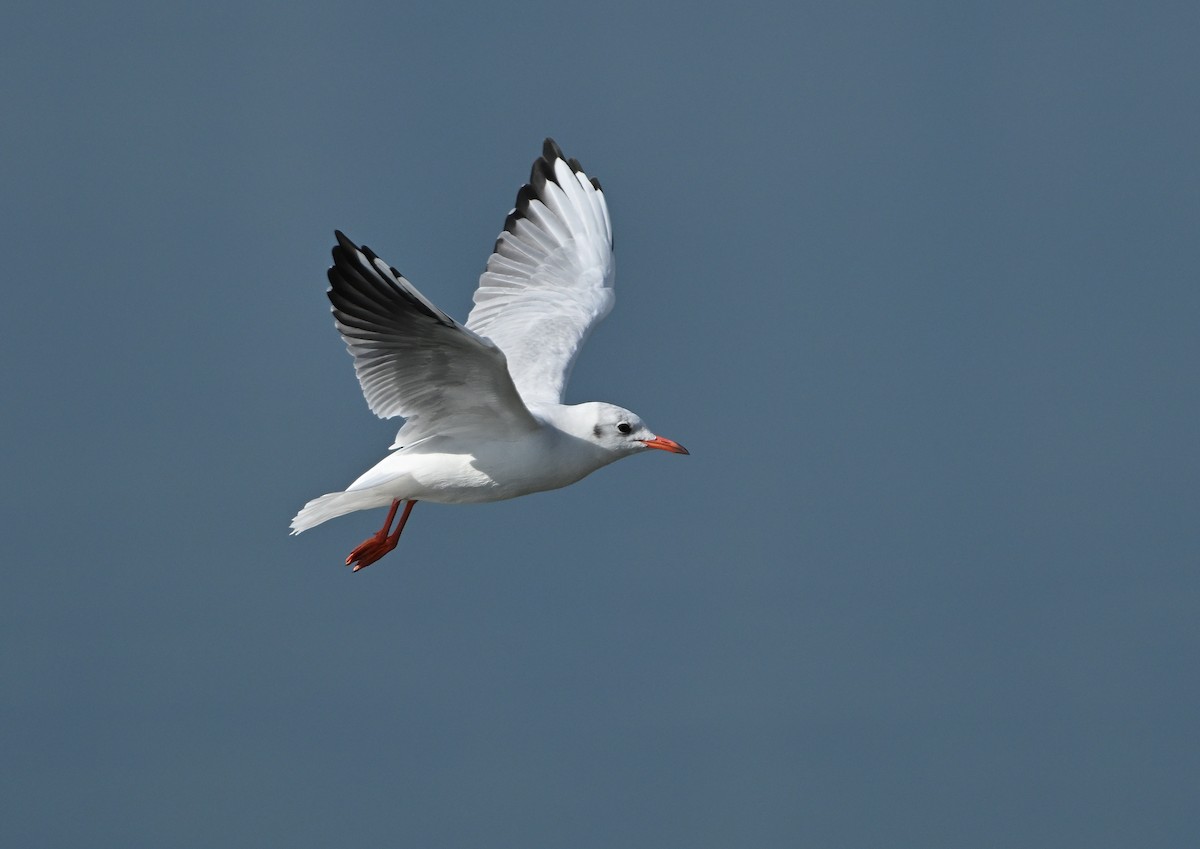 Gaviota Reidora - ML623431636