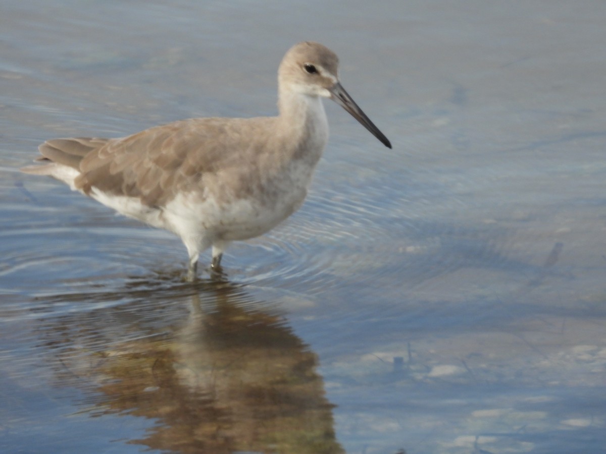 Willet - ML623431652