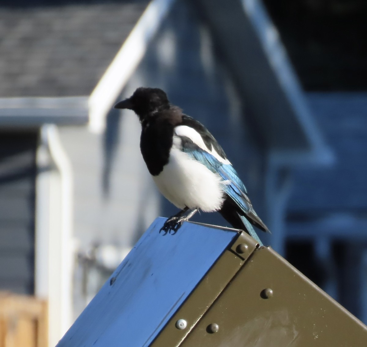 Black-billed Magpie - ML623431666