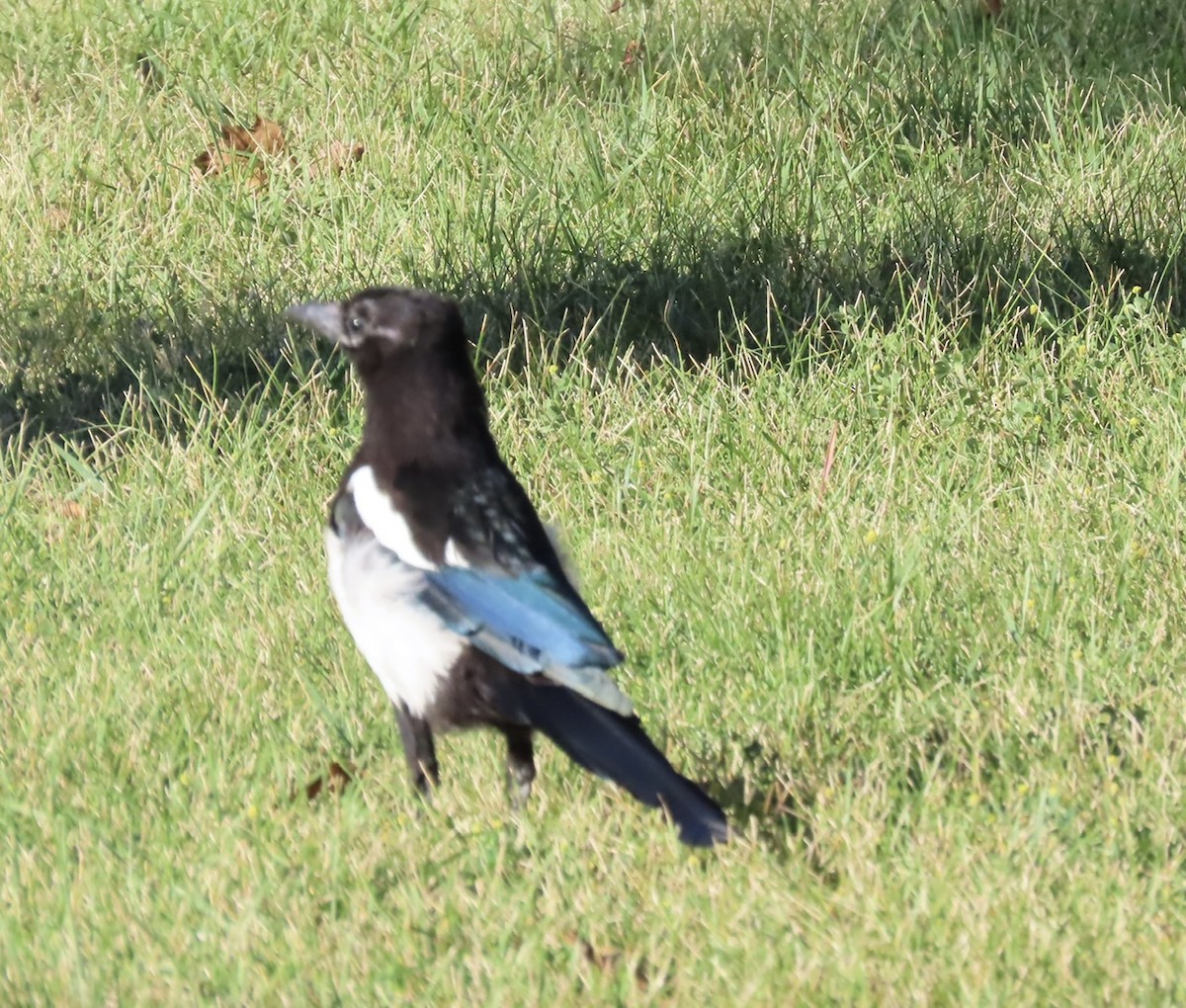 Black-billed Magpie - ML623431667