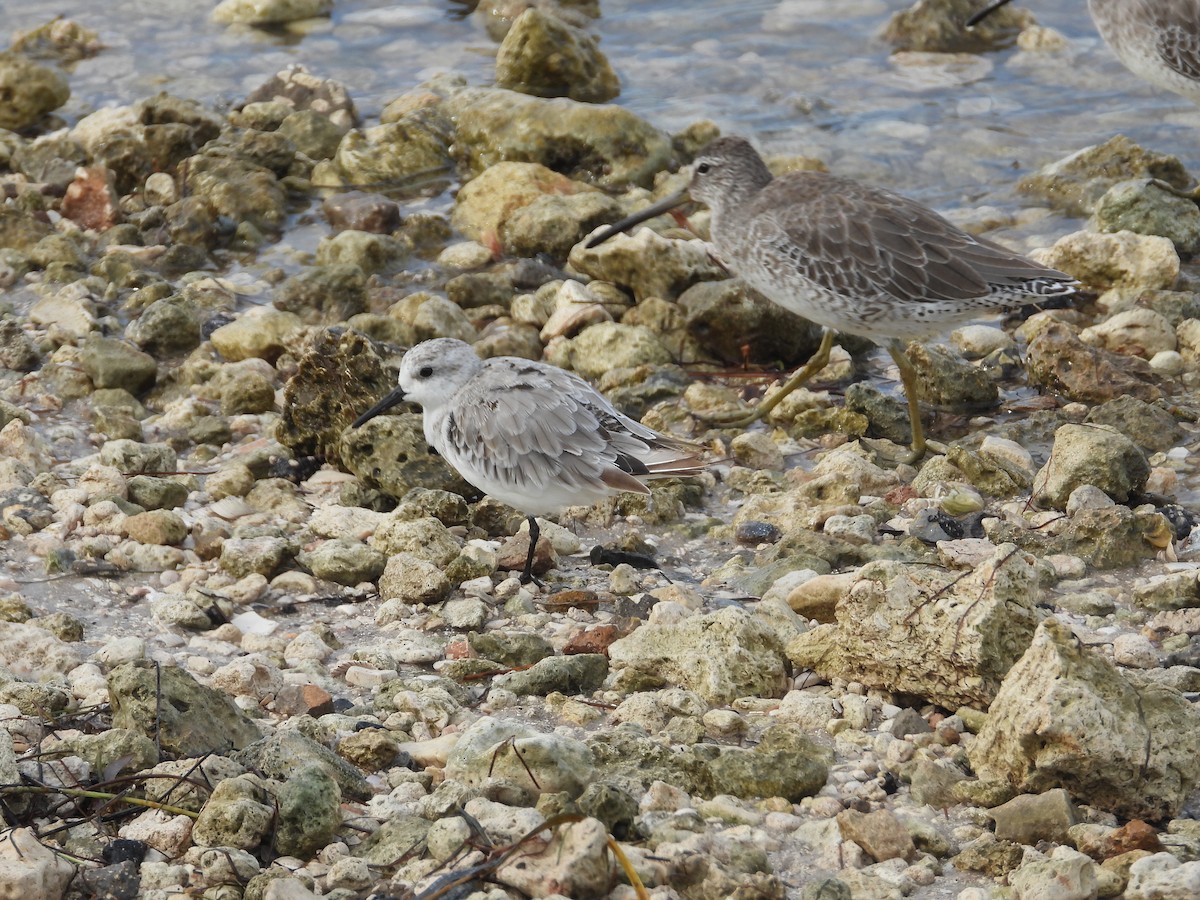 Sanderling - ML623431670