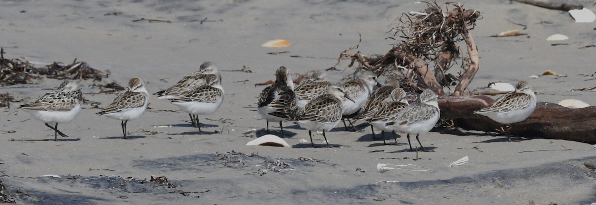 Semipalmated Sandpiper - David True