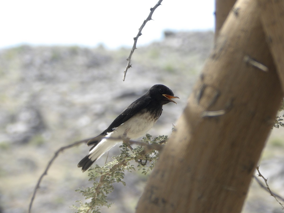 Hume's Wheatear - ML623431700