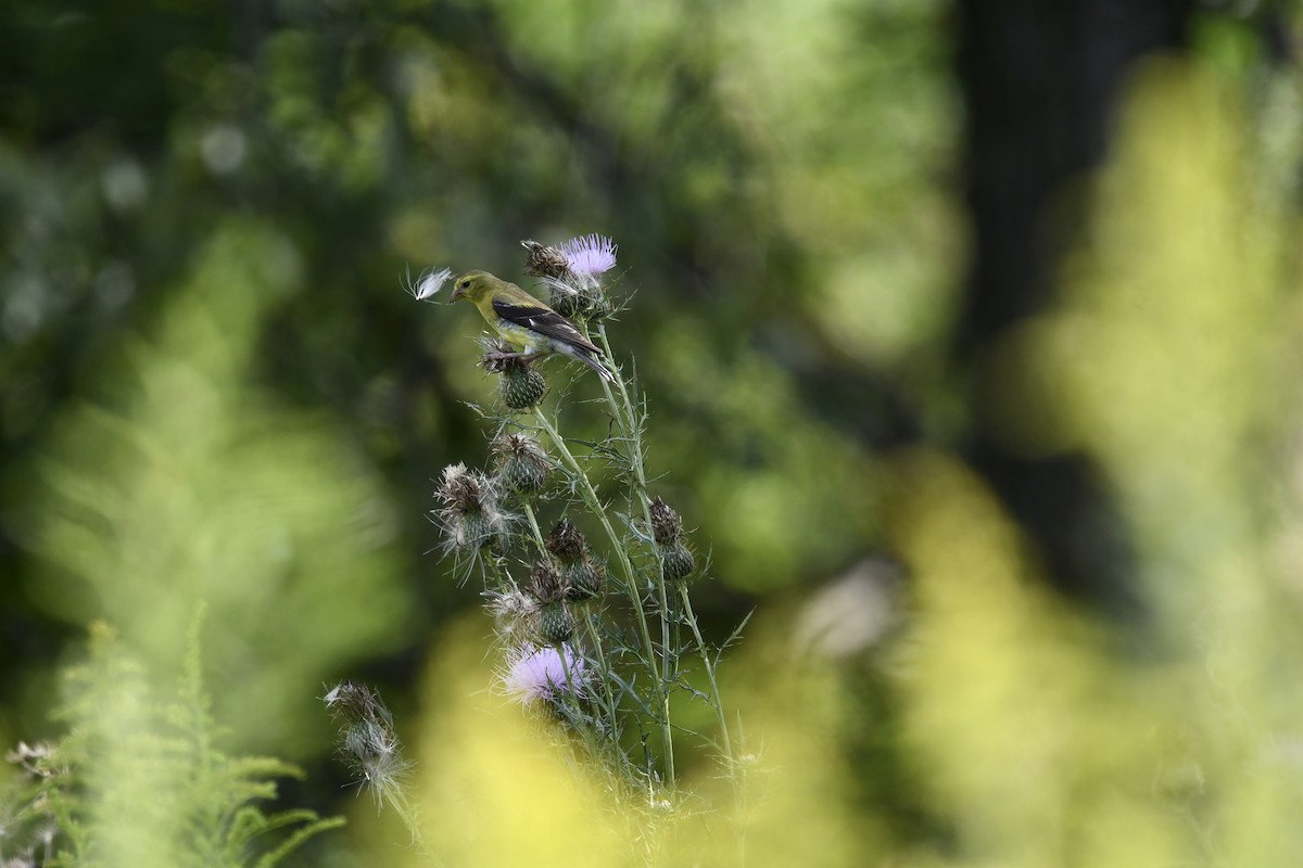 American Goldfinch - ML623431724