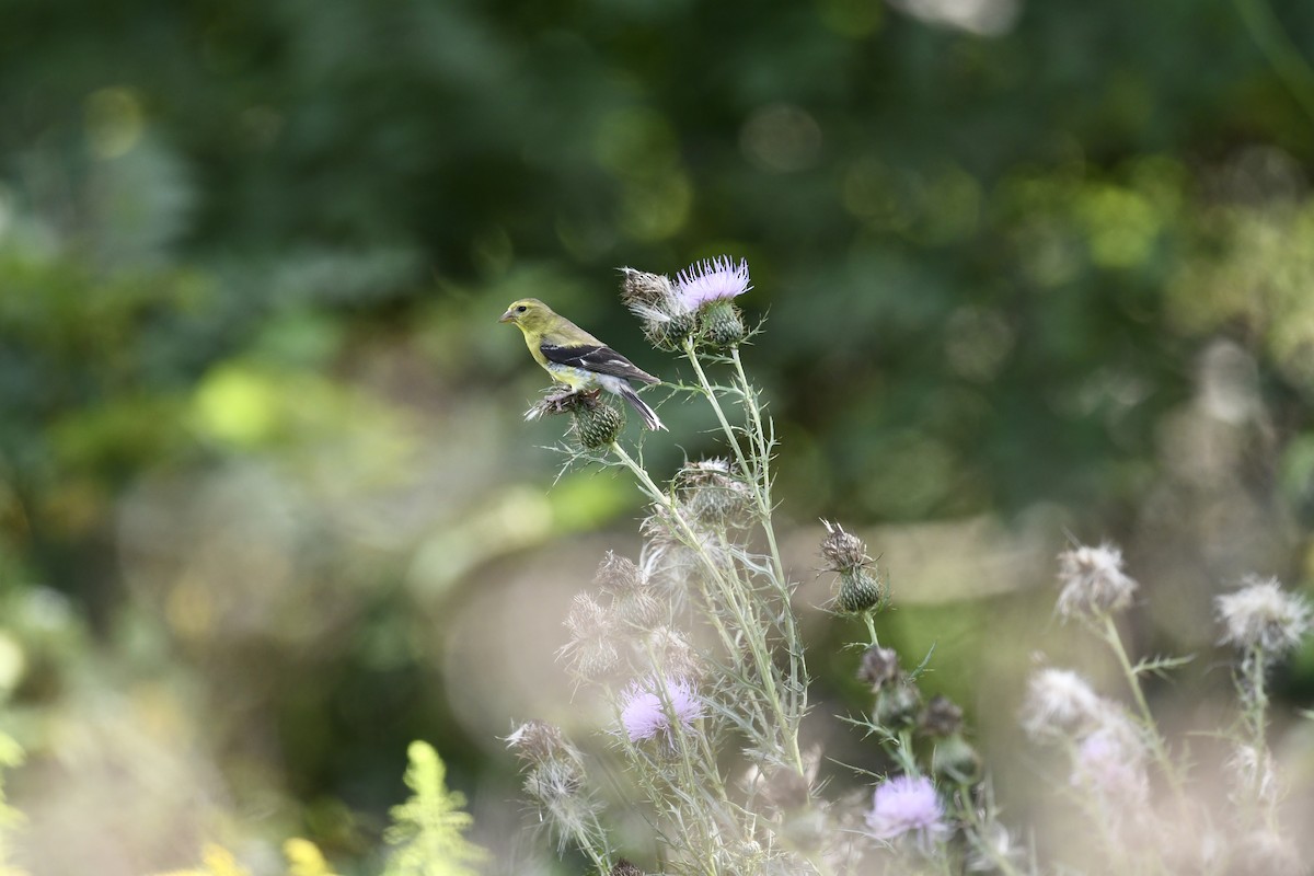 American Goldfinch - ML623431725