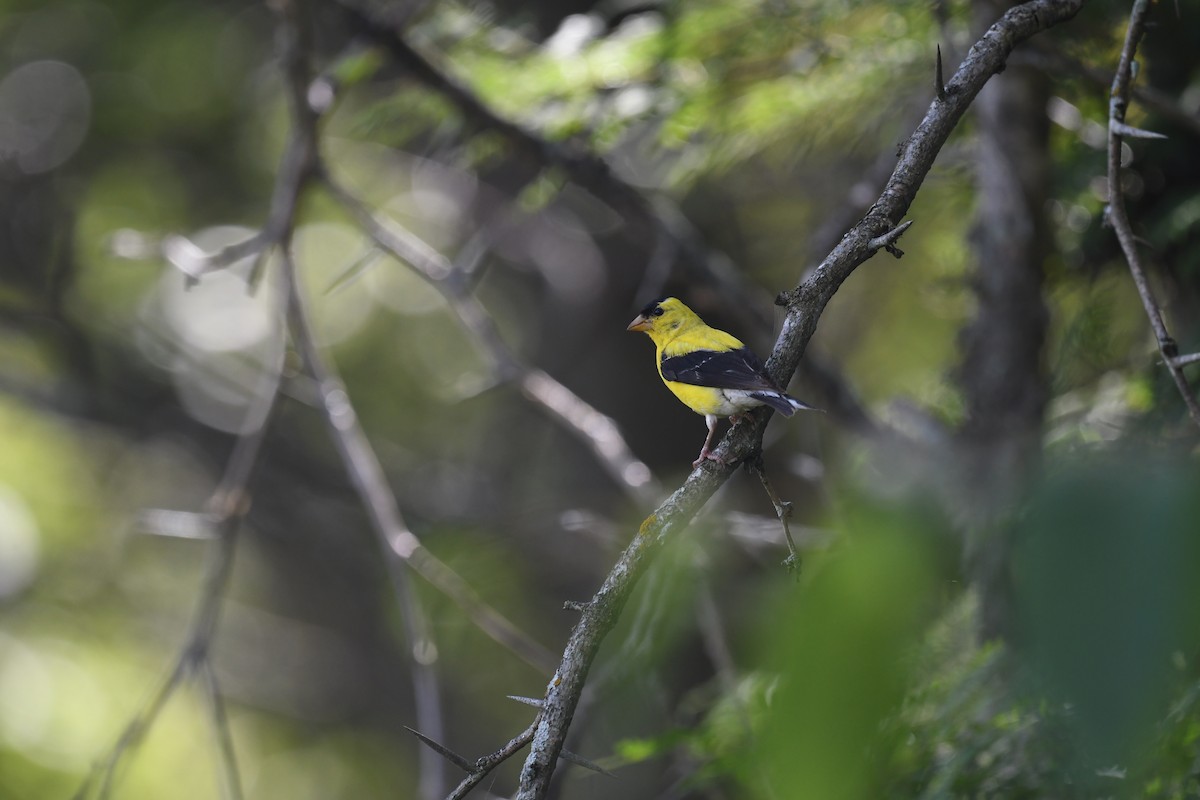 American Goldfinch - ML623431726