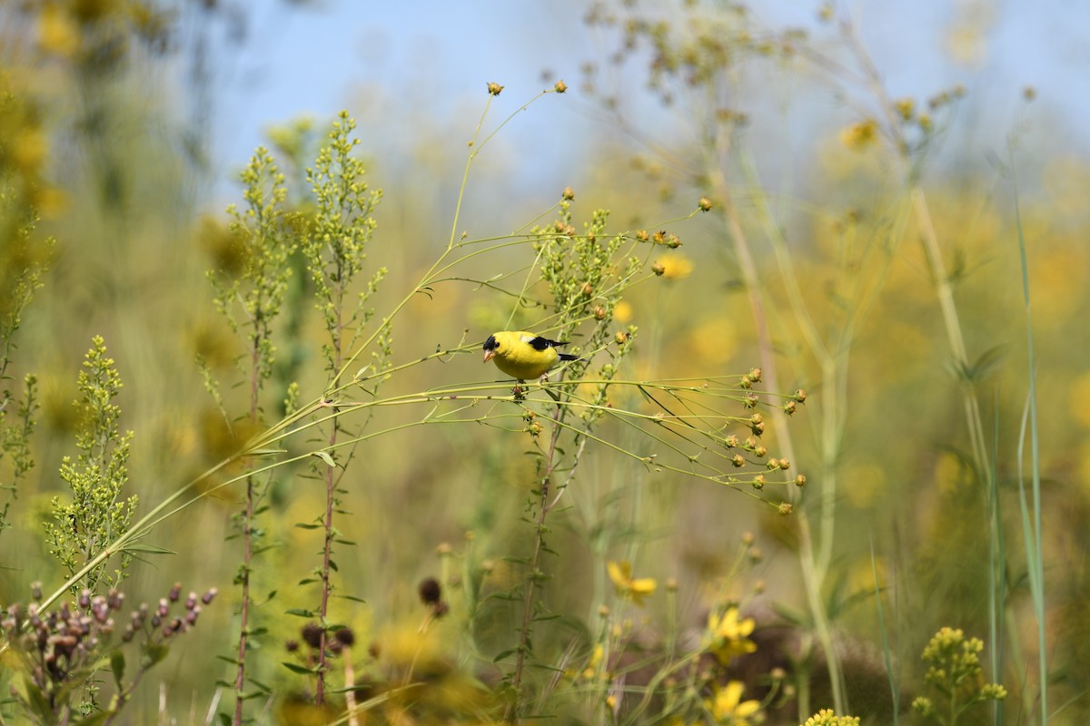 American Goldfinch - ML623431727