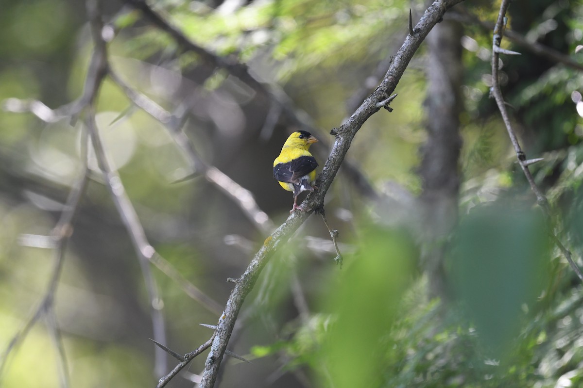 American Goldfinch - ML623431728