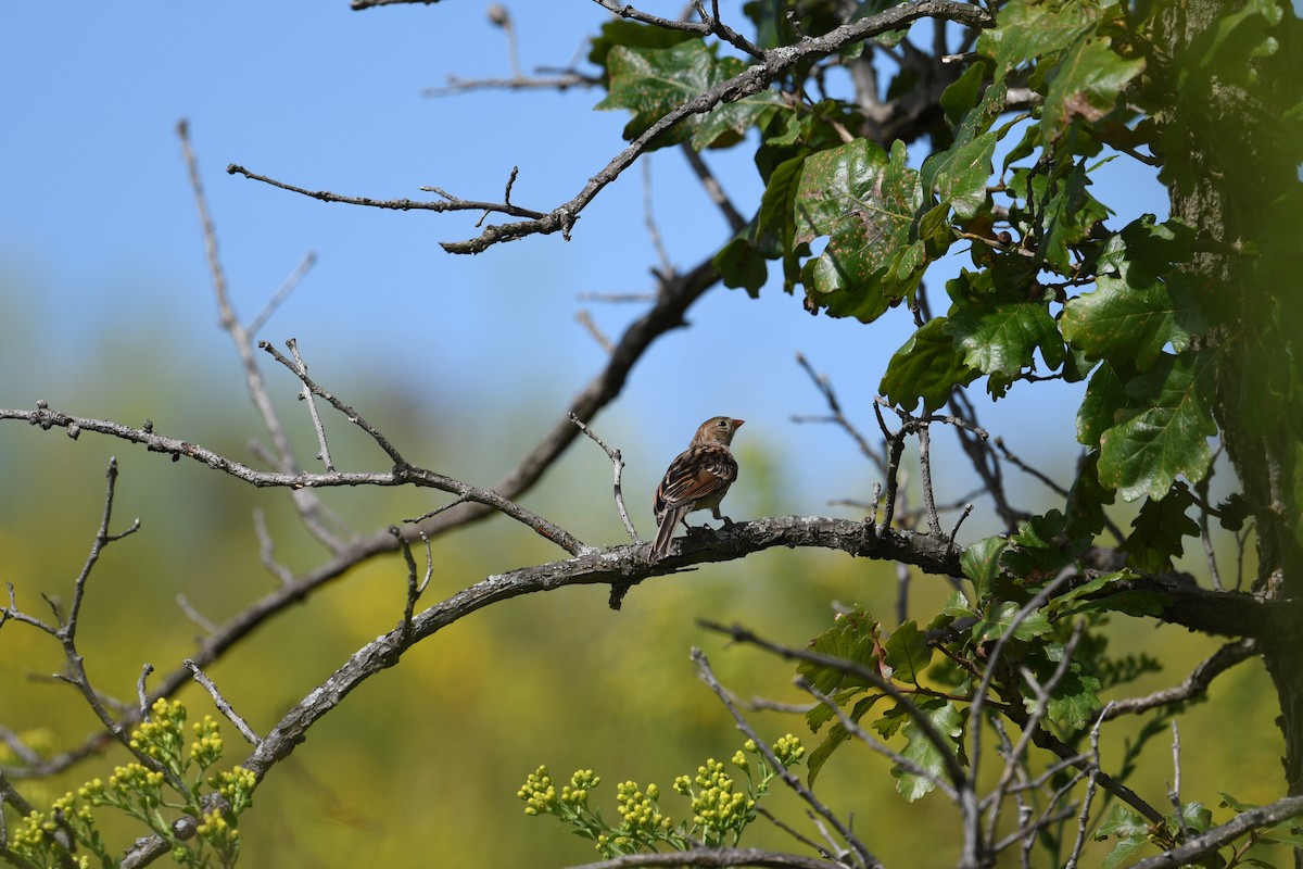 Field Sparrow - ML623431734