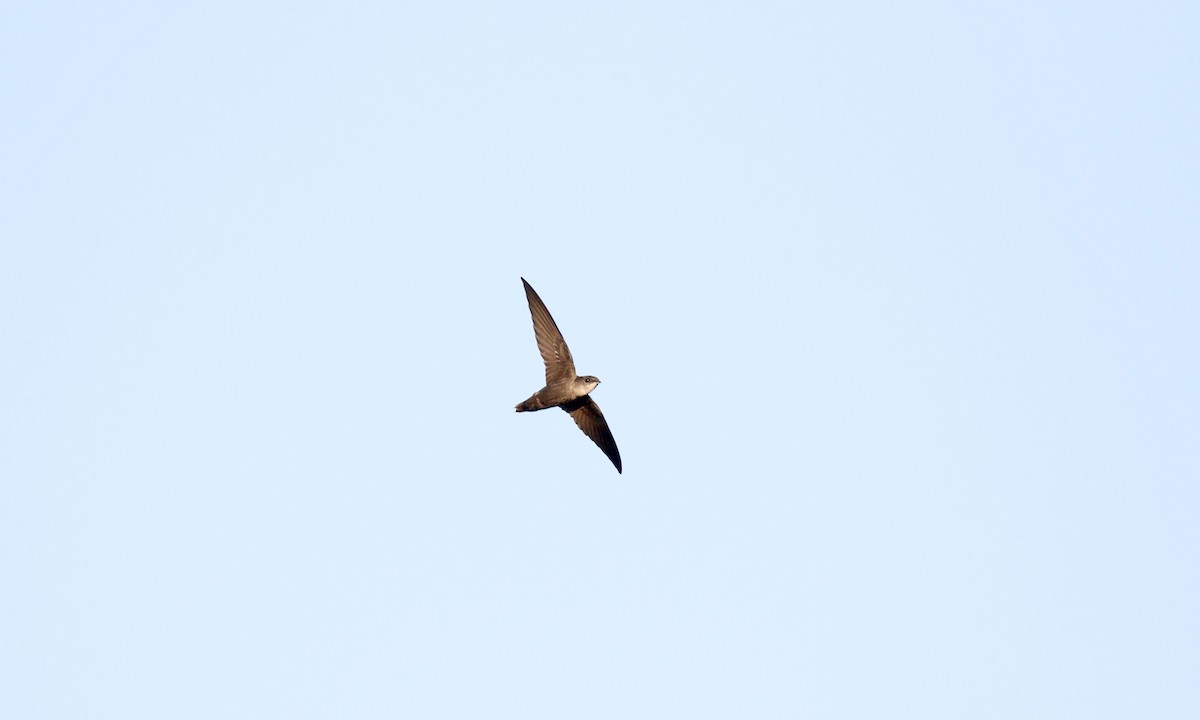 Chimney Swift - Aaron Boone