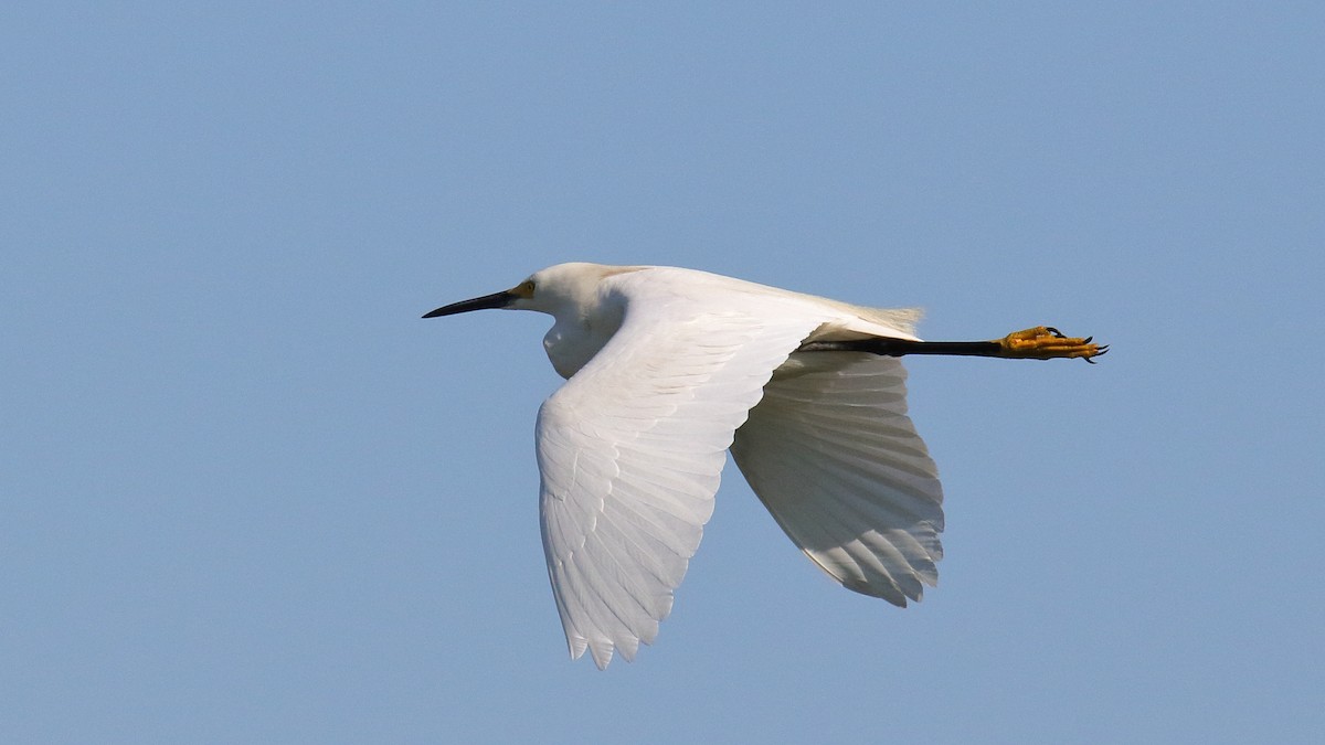 Snowy Egret - ML623431800