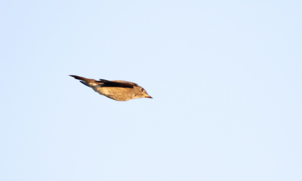 Olive-sided Flycatcher - Aaron Boone