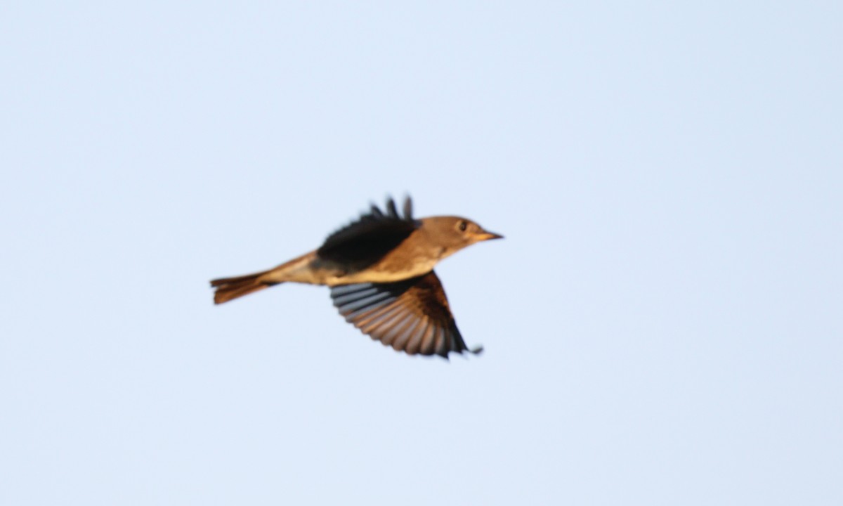 Olive-sided Flycatcher - ML623431805